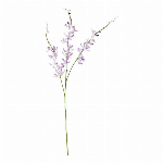 大和菊