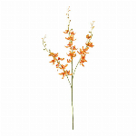 大和菊