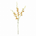 大和菊