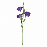 大和菊