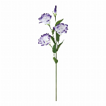 大和菊