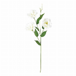 大和菊