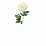 カンガルーポー