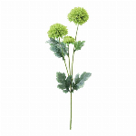 つぼみ菊バンチ×3