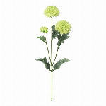 つぼみ菊バンチ×3