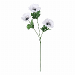 シングルダリア