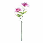 シングルラナンキュラス