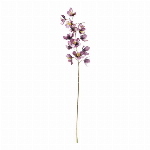 菜の花ブッシュ