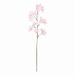 ｼｮｳｶﾞﾂｱﾚﾝｼﾞSﾀﾞﾘｱ2AST