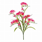 開花ザクラ