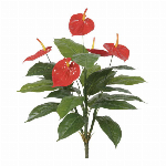 アンスリュームブッシュ