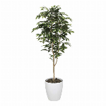 ホーランドアイビーポット