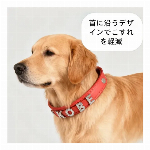 イニシャル刻印可能な合成皮革ドッグカラー