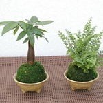 プチサマージョッキ　24ケセット　モダン　ミニ観葉植物
