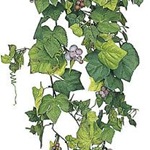 フィロデンドロンセローム　3ケセット　インテリアグリーン　造花 